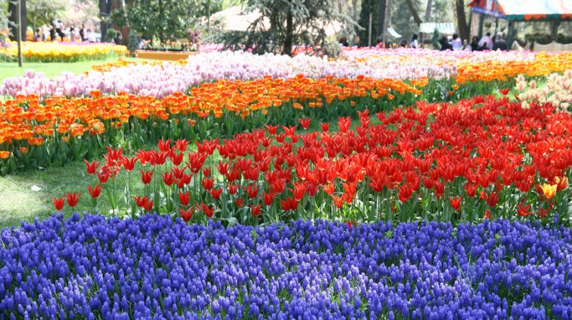emirgan tulip garden istanbul