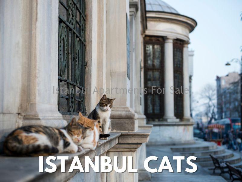 Istanbul Apartments For Sale in Turkey Top 11 Interesting Facts About Istanbul Istanbul Apartments For Sale in Turkey Top 11 Interesting Facts About Istanbul