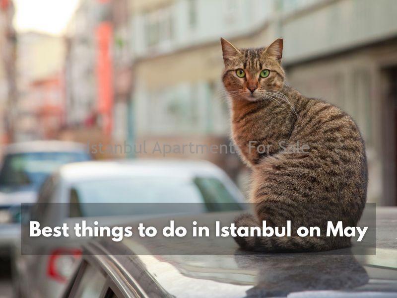 Istanbul Apartments For Sale in Turkey Best things to do in Istanbul in May